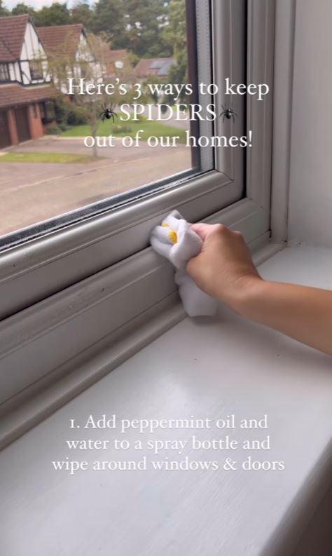 Exporter shares three natural hacks to keep spiders away from your home 1