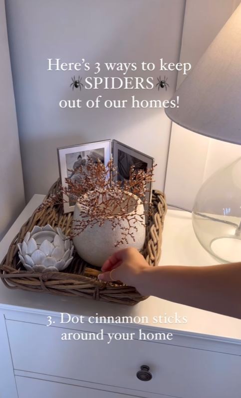 Exporter shares three natural hacks to keep spiders away from your home 4