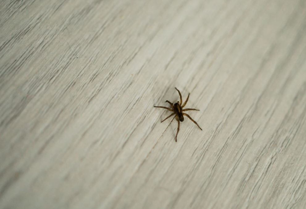 Exporter shares three natural hacks to keep spiders away from your home 5