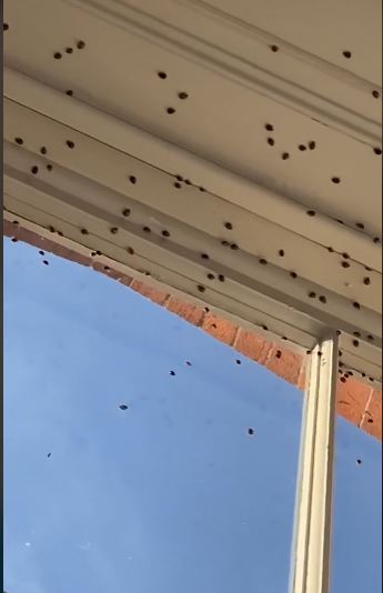 Woman was stunned as thousands of LADYBIRDS invaded her home 4