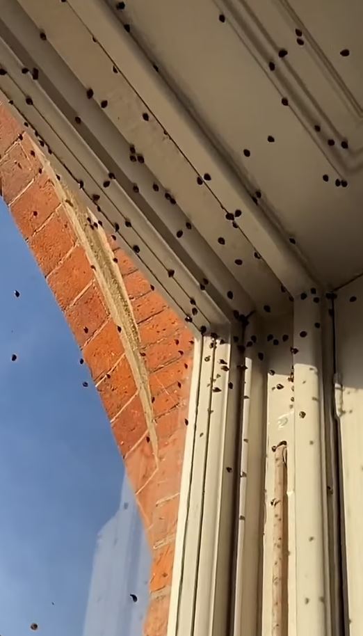 Woman was stunned as thousands of LADYBIRDS invaded her home 3