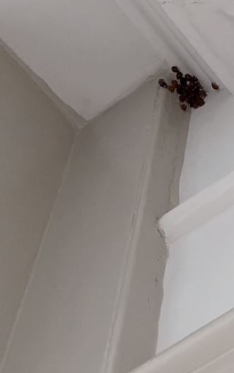 Woman was stunned as thousands of LADYBIRDS invaded her home 2