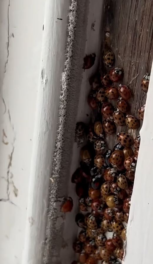 Woman was stunned as thousands of LADYBIRDS invaded her home 5