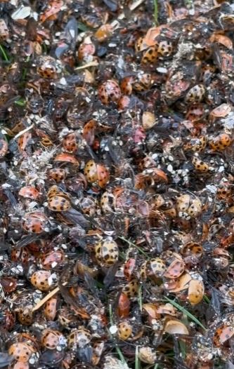 Woman was stunned as thousands of LADYBIRDS invaded her home 6