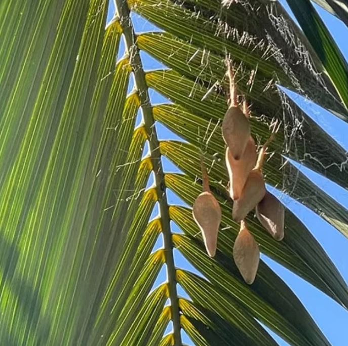  Mum is 'petrified' after spotting six pear-shaped sacks that appeared on her backyard palm tree 1
