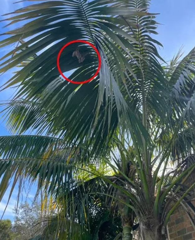  Mum is 'petrified' after spotting six pear-shaped sacks that appeared on her backyard palm tree 2