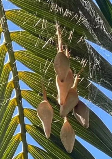  Mum is 'petrified' after spotting six pear-shaped sacks that appeared on her backyard palm tree 3
