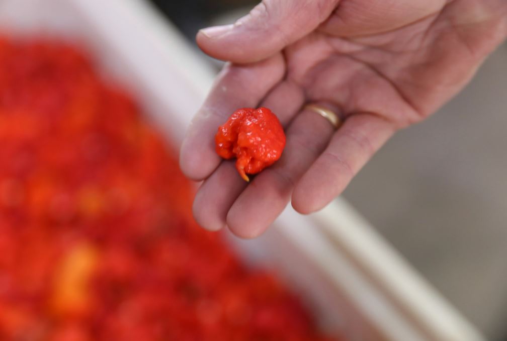  Pepper X has captured the Guinness World Record for the world’s spiciest chili 5