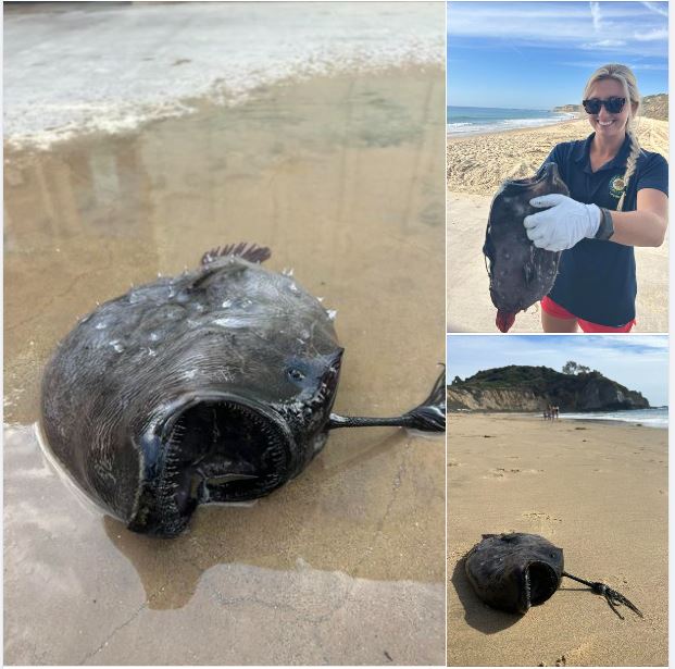 Strange fish with vicious teeth from 3000ft below ocean washed ashore in 'very rare' sighting 2