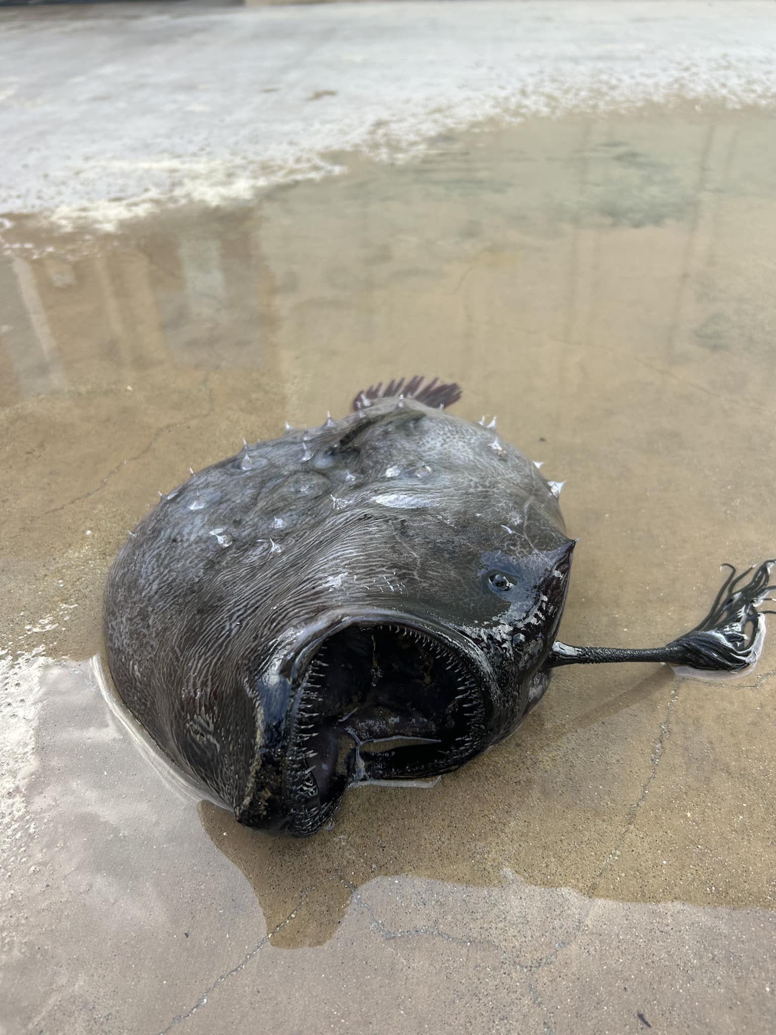 Strange fish with vicious teeth from 3000ft below ocean washed ashore in 'very rare' sighting 3