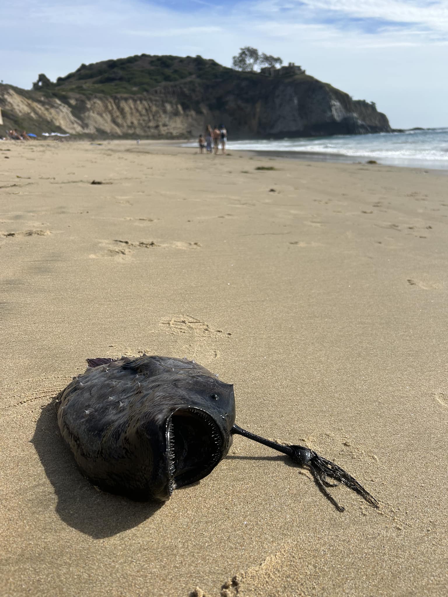 Strange fish with vicious teeth from 3000ft below ocean washed ashore in 'very rare' sighting 4