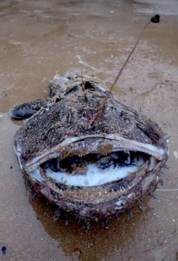 Strange fish with vicious teeth from 3000ft below ocean washed ashore in 'very rare' sighting 7