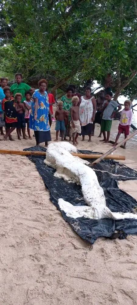 Expert baffled after spotting mysterious 'mermaid globster' washed up in Papua New Guinea 2