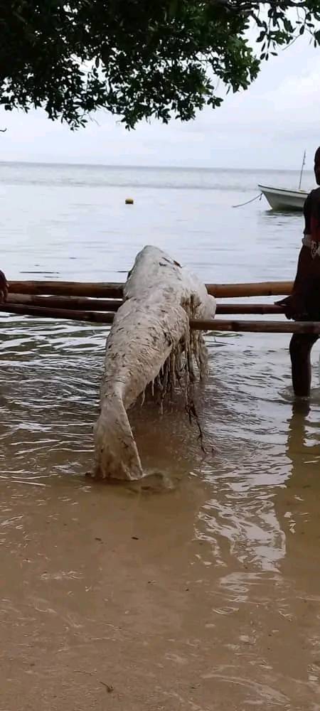 Expert baffled after spotting mysterious 'mermaid globster' washed up in Papua New Guinea 5