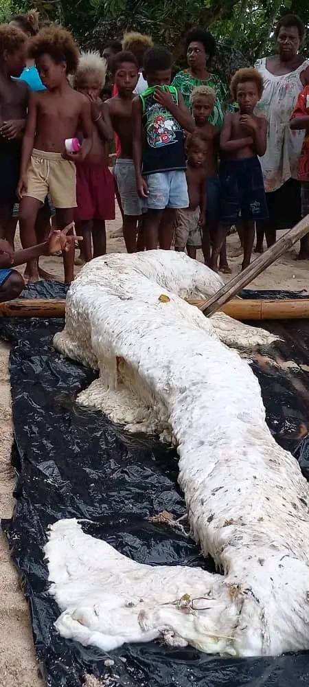 Expert baffled after spotting mysterious 'mermaid globster' washed up in Papua New Guinea 7