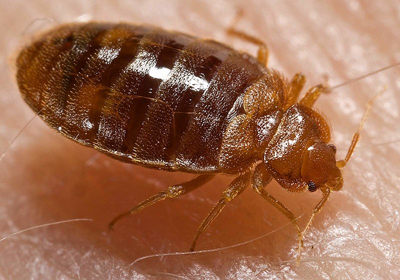 Holidaymaker covered in a HUNDRED bedbug bites after trip - the worst case doctor had EVER seen 7