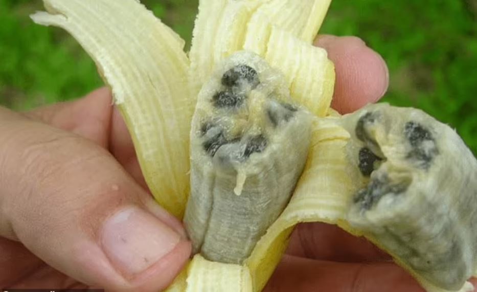 Scientists warn bananas may go extinct as fungal disease is about to wipe out plantations across the globe 2