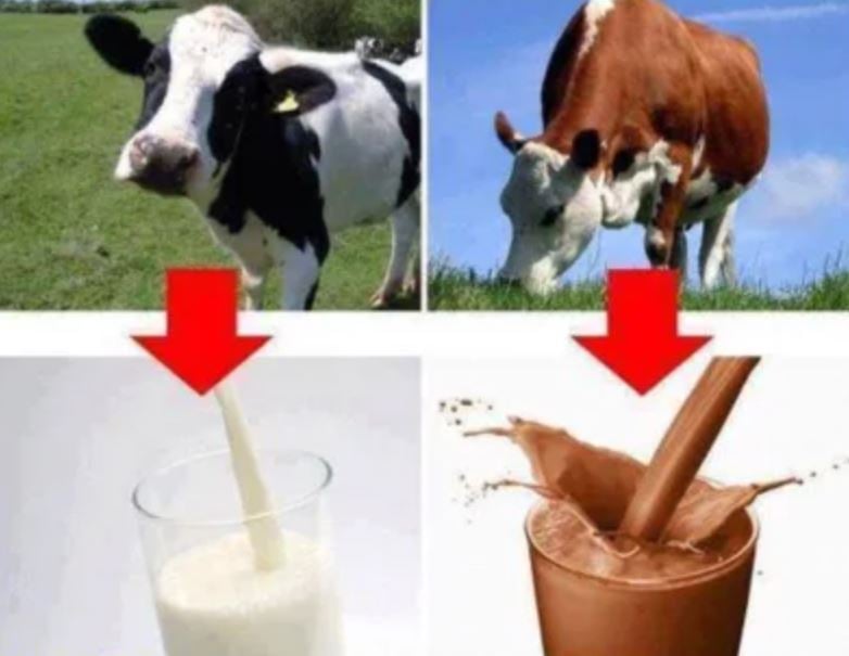 A worrying number of Americans actually believe chocolate milk comes from brown cows 1