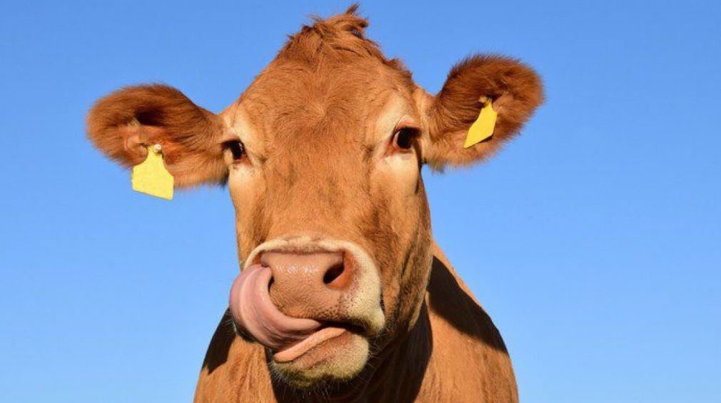 A worrying number of Americans actually believe chocolate milk comes from brown cows 2