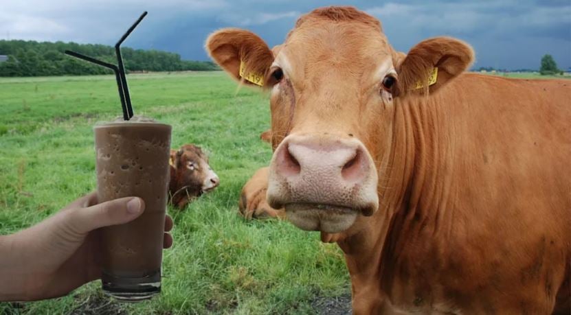 A worrying number of Americans actually believe chocolate milk comes from brown cows 7