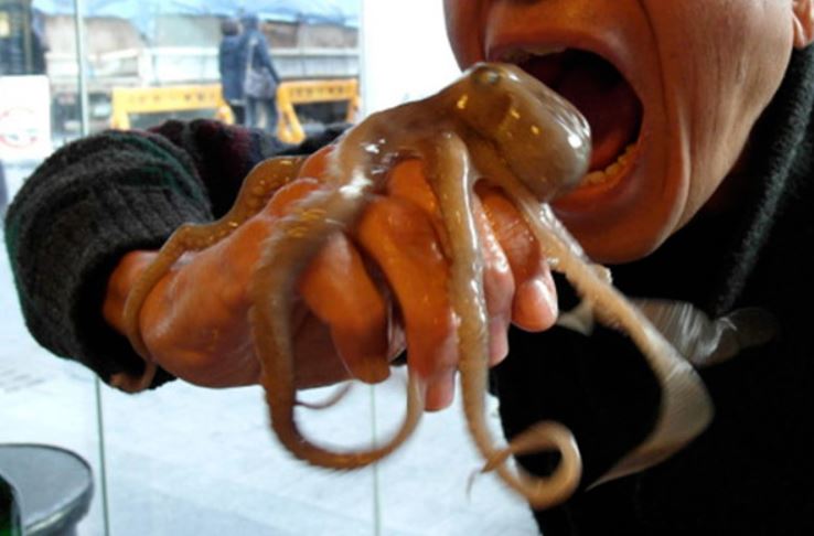 Man passes away after eating raw octopus with still-moving tentacles 1