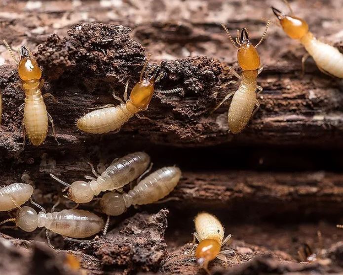 Mum's stunned after spotting two 'sticks' on her ceiling 2