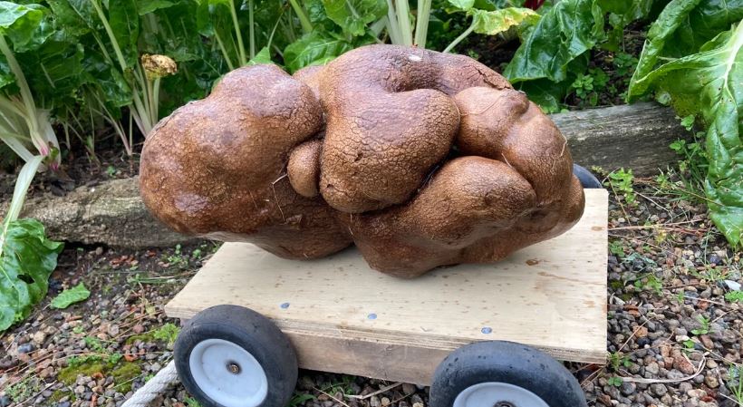 'World's largest potato' to be DNA tested to confirm, if it is, in fact, a potato 1