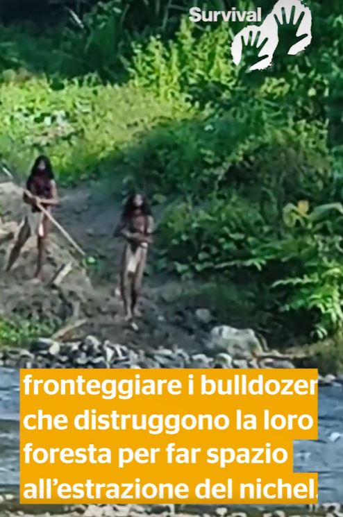 Dramatic footage shows an uncontacted tribe confronting a bulldozer near nickel mine 1
