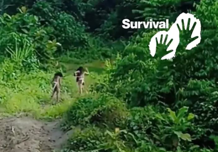 Dramatic footage shows an uncontacted tribe confronting a bulldozer near nickel mine 6