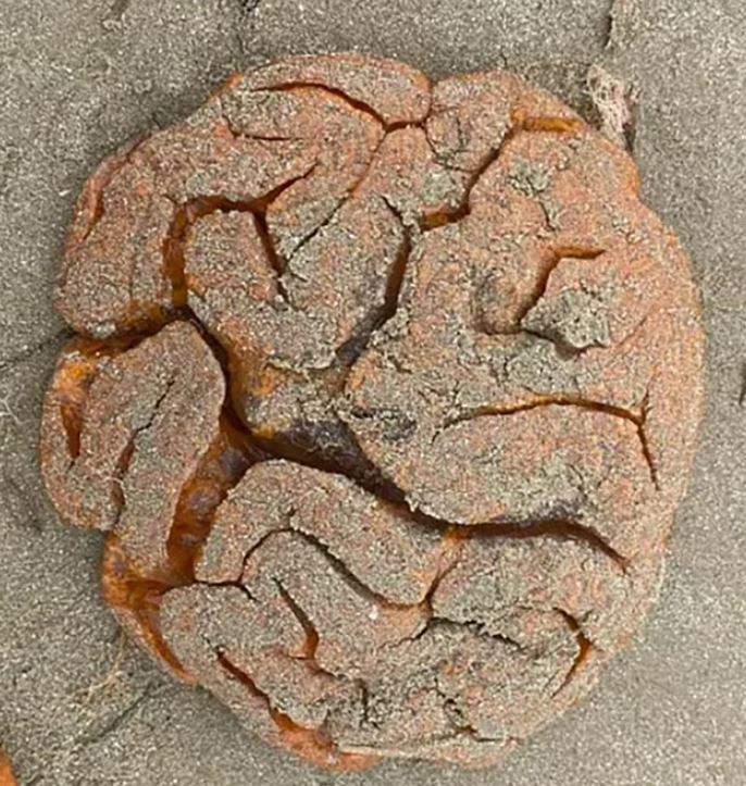 Beachgoer stunned after discovering bizarre brain-like blobs on a beach 1