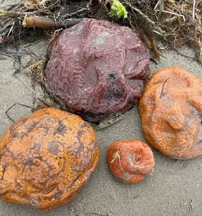 Beachgoer stunned after discovering bizarre brain-like blobs on a beach 2