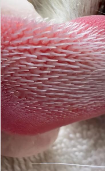 People were stunned after seeing close-up of the cat's tongue 1