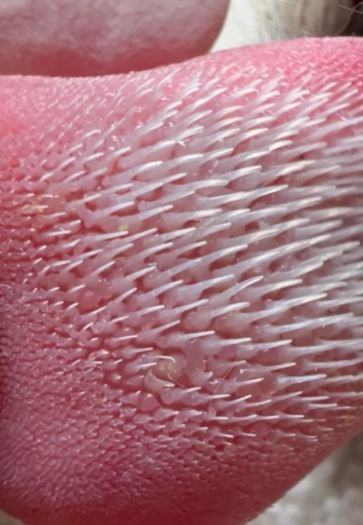 People were stunned after seeing close-up of the cat's tongue 2