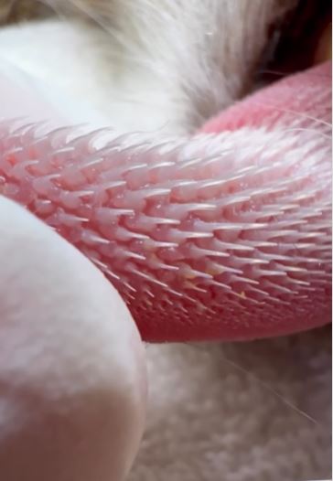 People were stunned after seeing close-up of the cat's tongue 3