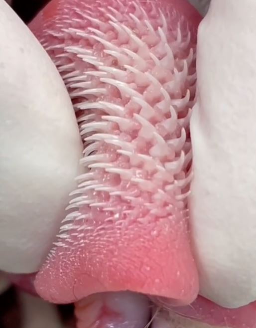 People were stunned after seeing close-up of the cat's tongue 5