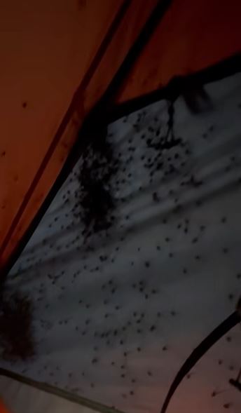 Camper was stunned after spotting hundreds of daddy longlegs covering tent 2