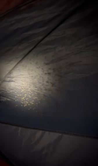 Camper was stunned after spotting hundreds of daddy longlegs covering tent 3