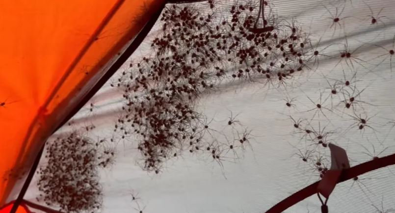 Camper was stunned after spotting hundreds of daddy longlegs covering tent 4