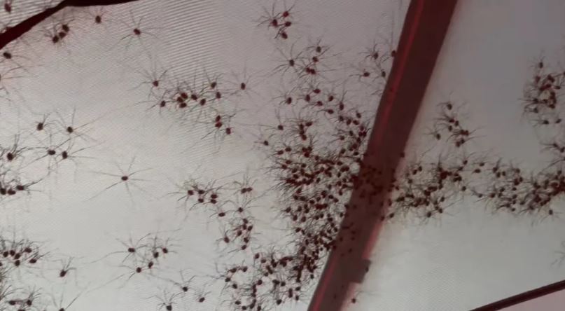 Camper was stunned after spotting hundreds of daddy longlegs covering tent 5