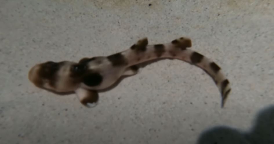 Shark makes history by giving birth without ever having contact with a male 4