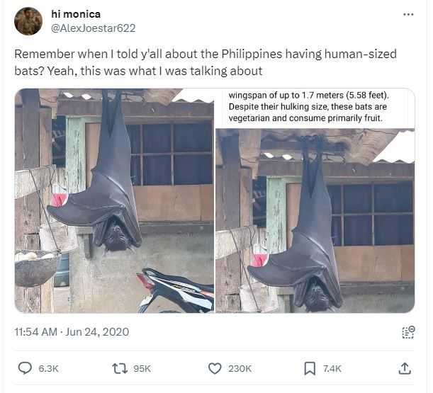 Man stunned after spotting 'human-sized bat' 1