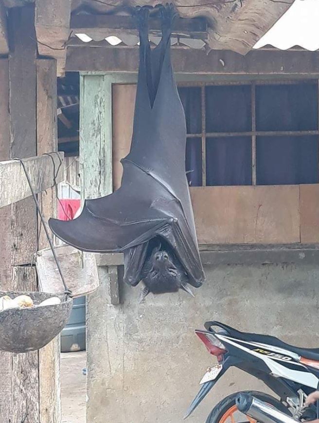 Man stunned after spotting 'human-sized bat' 2