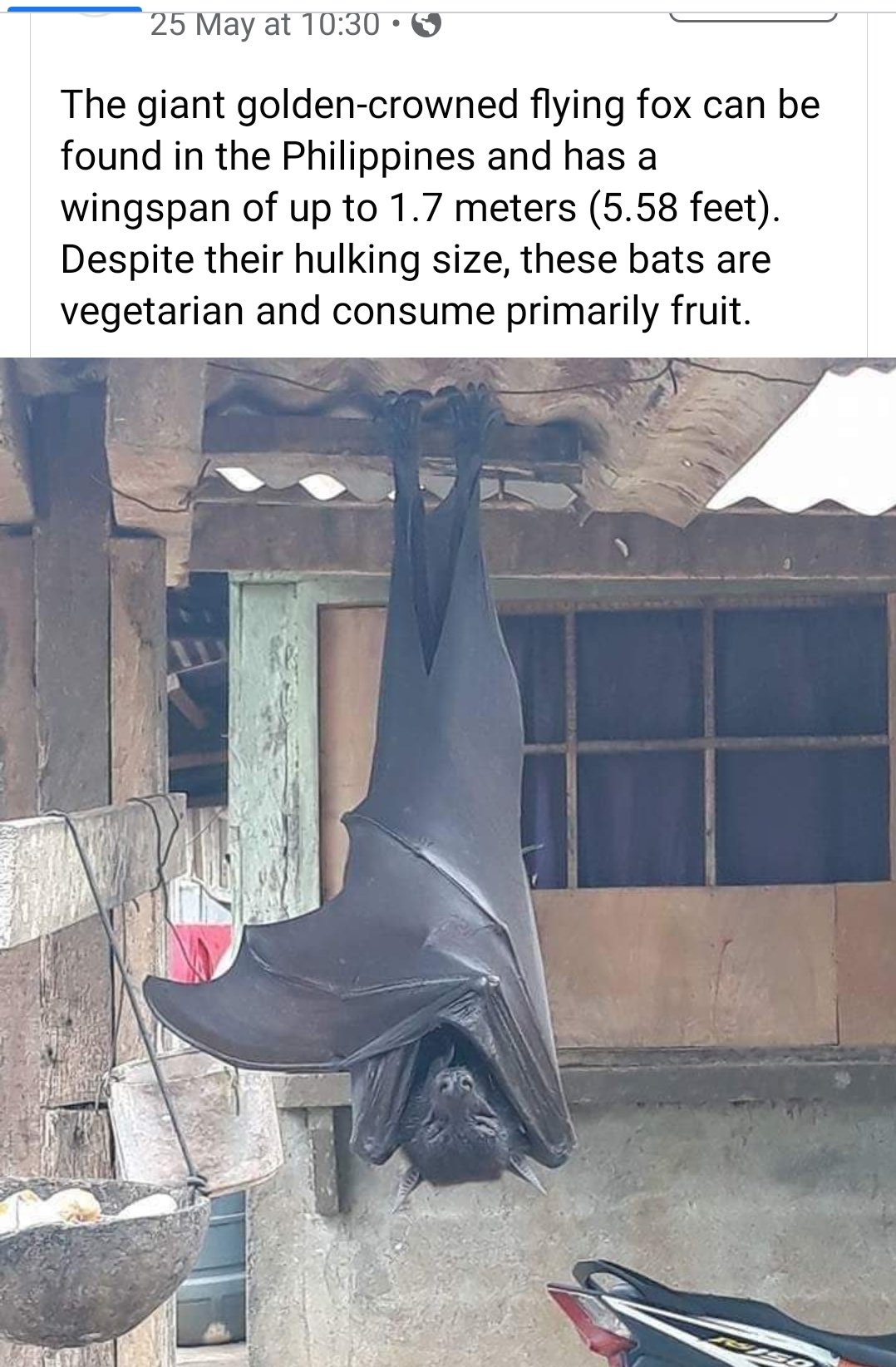 Man stunned after spotting 'human-sized bat' 3