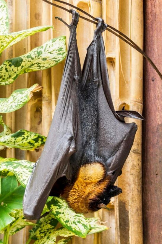 Man stunned after spotting 'human-sized bat' 4