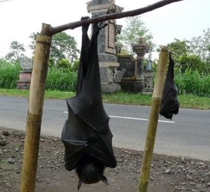 Man stunned after spotting 'human-sized bat' 5