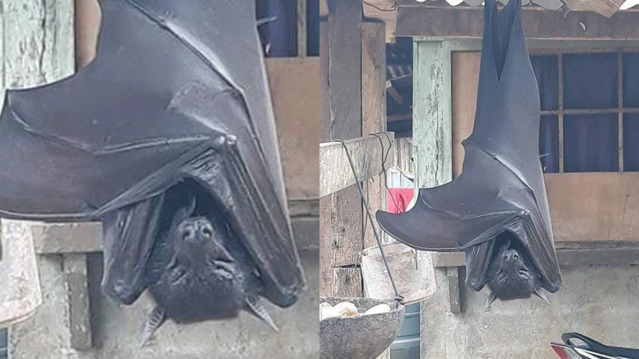 Man stunned after spotting 'human-sized bat'