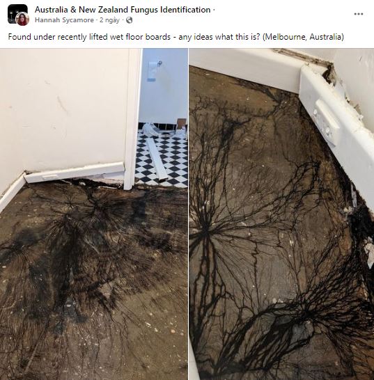 Homeowner stunned after spotting strange slime under floors 1