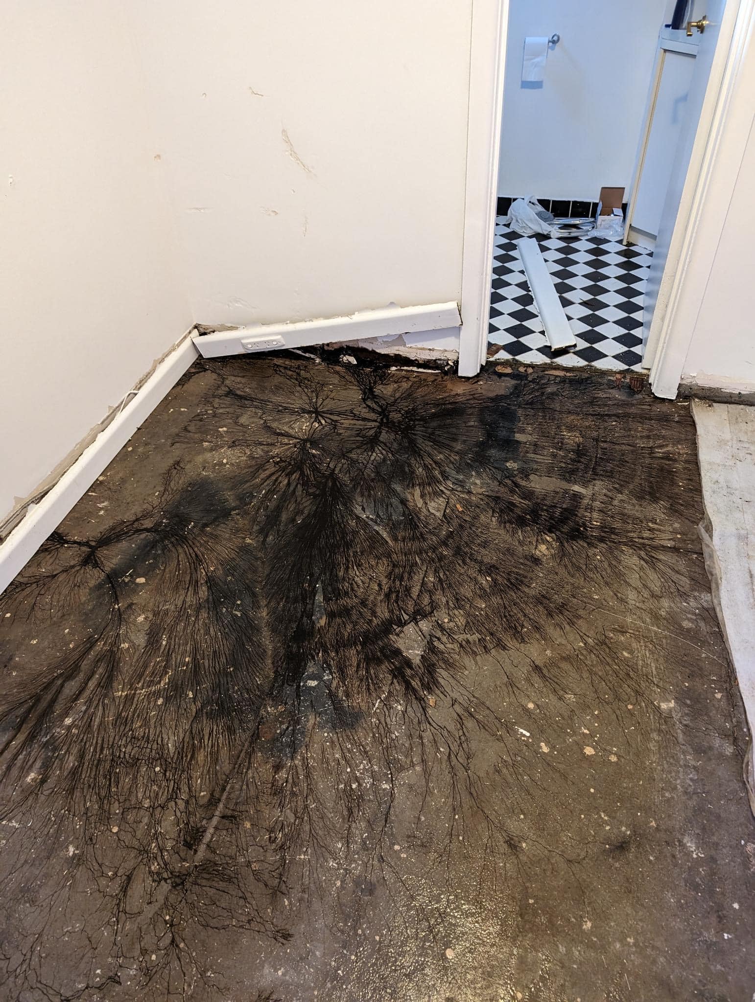 Homeowner stunned after spotting strange slime under floors 2