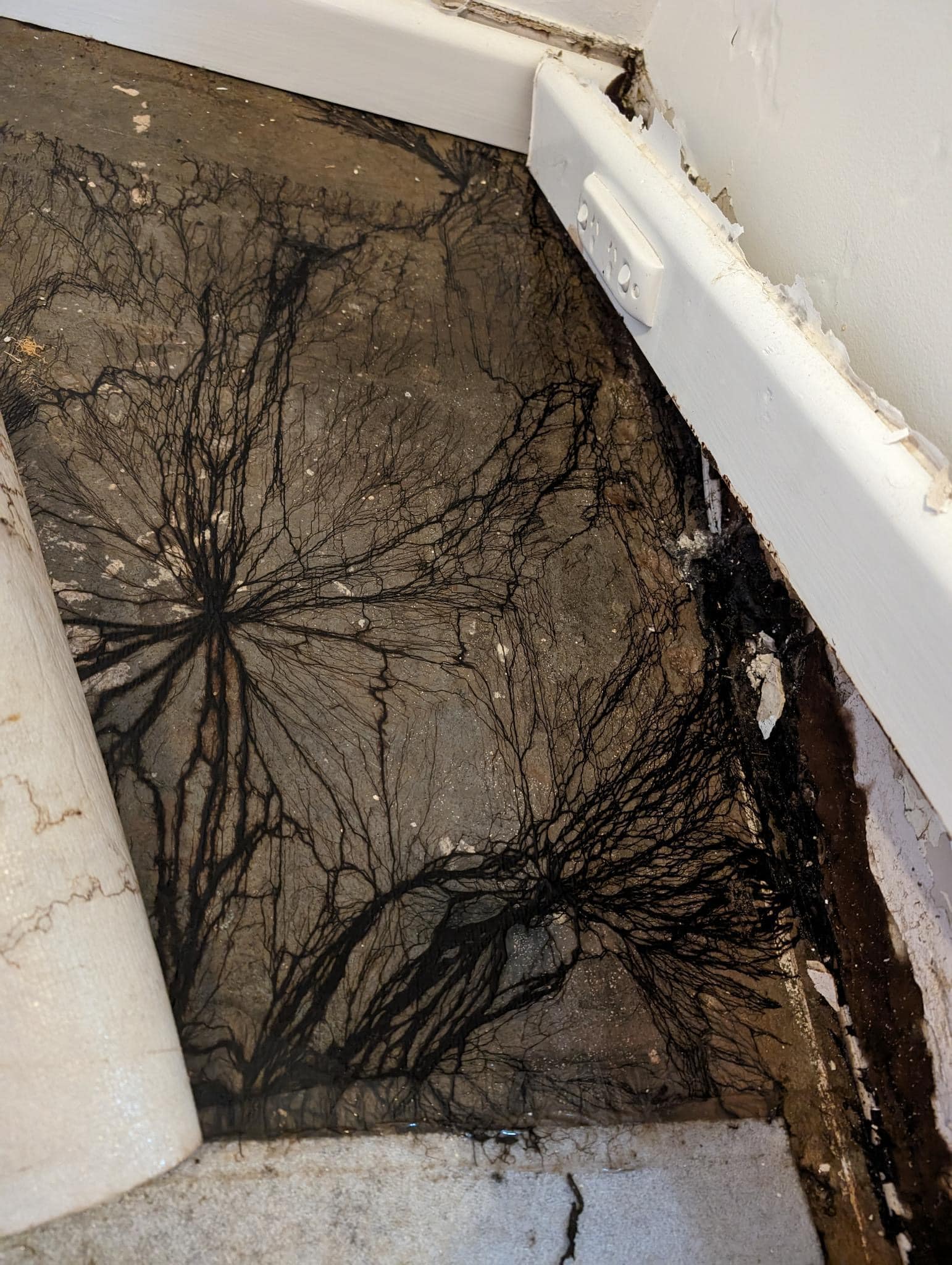Homeowner stunned after spotting strange slime under floors 3