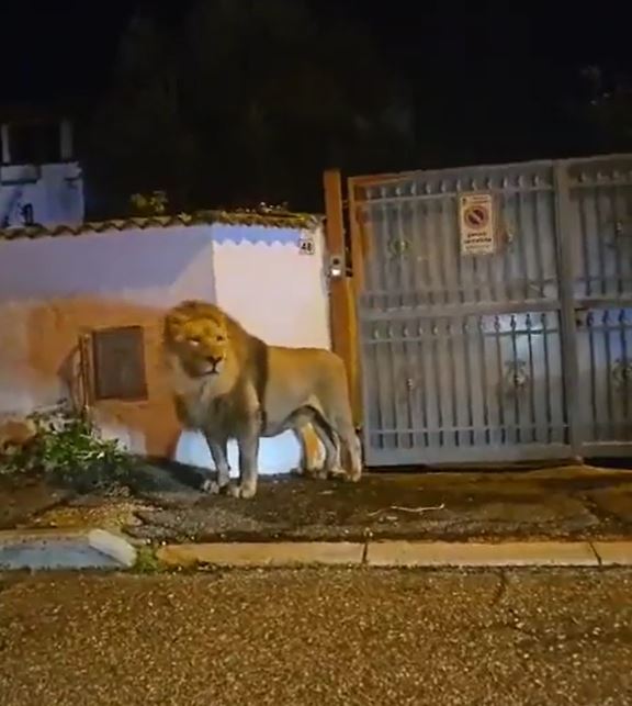  Escaped lion sparks panic in Italian town after escaping from the circus 3